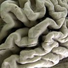 03_01_brain_square.jpg