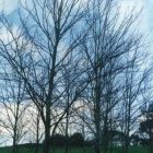 05_bare_trees_skyd.jpg