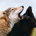 0629wolfsquare.jpg
