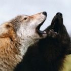 0629wolfsquare_2.jpg