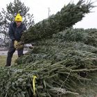 1203bigtreephoto_2.jpg
