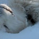 2008-dec08-snow075Bsmall5D.jpg