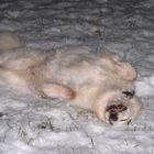 2008-nov10-divotsnow-015Bvery_sm5D.jpg