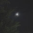 2008-nov21am-moon_1_5Bsmall5D.jpg