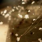 2008-oct30-snowflakes0428sm29.jpg