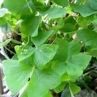 2009-mar15-shamrockplant.jpg