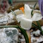 2009_apr12_crocus01_sm.jpg