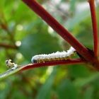 2009_aug_caterpillar_cw.jpg