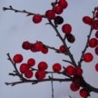 2009_dec12_snowberries.jpg