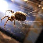 2009_jul_echo_spider.jpg