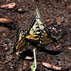 2009_jun14_butterflies_sq_2.jpg