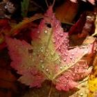 2009_oct10_fallfoliage02_sm.jpg