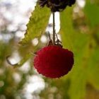 2009_oct11_raspberry.jpg