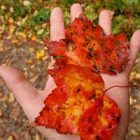 2009_oct5_leaves_2.jpg