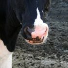 2009_oct_bovine_cw.jpg