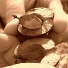 2009_october_beechnuts.jpg