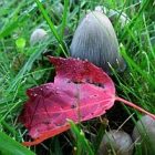 2009_sep23_leaf_and_mushroom.jpg