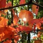 2009_sept26_autumn_leaves03_small.jpg