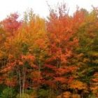 2009_sept28_leaves01_sm.jpg