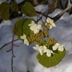 2010_apr29_snow_flowers_2.jpg