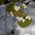 2010_apr29_snow_flowers_sm.jpg