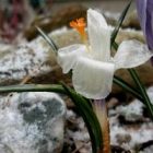 2010_apr_crocus.jpg