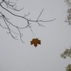 2010_oct10_feuille_morte.jpg