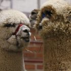2011_farm_show.jpg