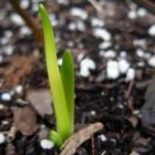 2011_mar13_in_ct_spring_shoots_cropped.jpg
