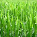 3-17-09-goinggreen.jpg