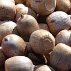 acorns_150.jpg