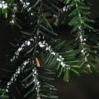 adelgid.jpg