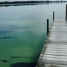 algae.jpg