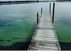 algae150.jpg