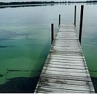 algae200.jpg