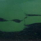 algae_closeup.jpg