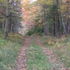 ancientroad.jpg
