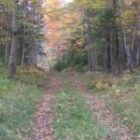 ancientroad_2.jpg