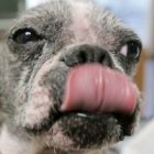 animalcruelty_2.jpg