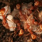 ants_lady_gaga_0228.jpg