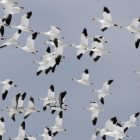 ap110224137718_snowgeese.jpg