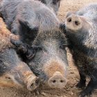 ap_wild_boar.jpg