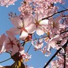 apple_blossoms.jpg