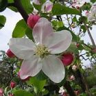 apple_blossoms02.jpg