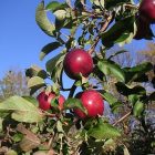 apples_600.jpg