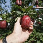 apples_600_3.jpg