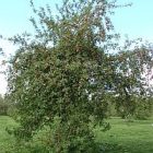 apples_tree_250.jpg