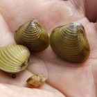 asian_clams_0614.jpg