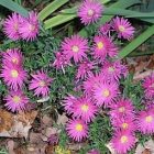 asters2.jpg