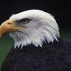 bald_eagle.jpg